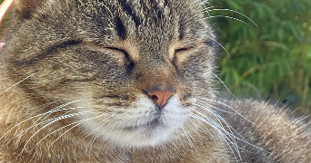 noa cat sitter à PARIS 13 75013_2