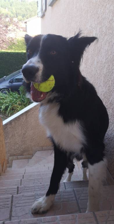 Lauryne pet sitter à Aureilhan 65800_2