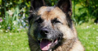 manon pet sitter à BESANCON 25000_0