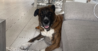 célia pet sitter à NANTES 44300_5