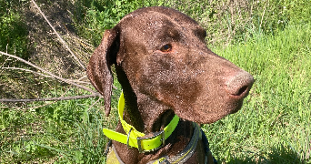 amaya pet sitter à TEYRAN 34820_2