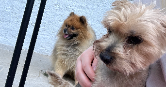 anaëlle pet sitter à CLERMONT FERRAND 63100_3