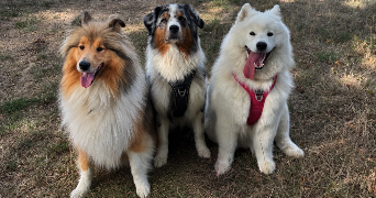 tracy pet sitter à ST AUGUSTIN DES BOIS 49170_3
