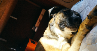 tina pet sitter à ALES 30100_2