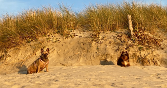 fanny pet sitter à PLONEOUR LANVERN 29720_1