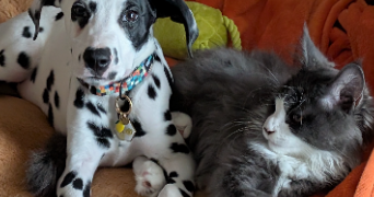 sandra pet sitter à LIMOUX 11300_7