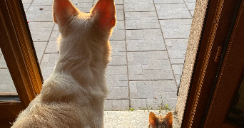 océane pet sitter à COLTAINVILLE 28300_1