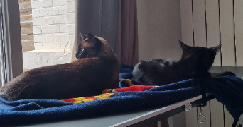agathe pet sitter à SOTTEVILLE LES ROUEN 76300_4