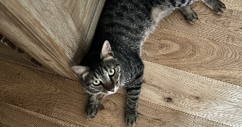 loréna pet sitter à DRAP 06340_3