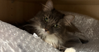 marine pet sitter à RUEIL MALMAISON 92500_1