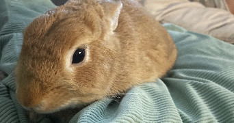 anne pet sitter à ILLKIRCH GRAFFENSTADEN 67400_3