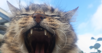 cloé pet sitter à PISSOS 40410_2