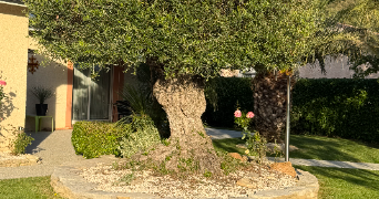 roger dog sitter à MURET 31600_6