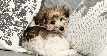 bénédicte  pet sitter à Faches-Thumesnil 59155_2
