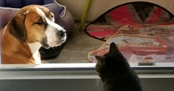 cindy pet sitter à Thonon-les-Bains 74200_6