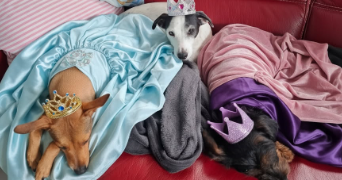 lydie pet sitter à LENS 62300_5