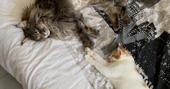 loris pet sitter à LYON 01 69001_3