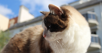 marie pet sitter à VINCENNES 94300_1