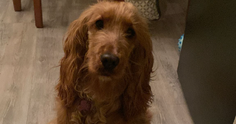 celia pet sitter à GUJAN MESTRAS 33470_0