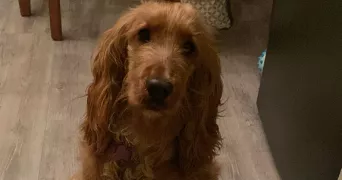 celia pet sitter à GUJAN MESTRAS 33470