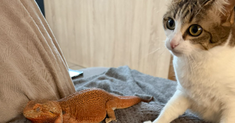 chloé pet sitter à ARPAJON SUR CERE 15130_0