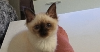enora pet sitter à BONLIEU 39130_5