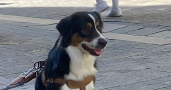 deva pet sitter à NERIGEAN 33750_4