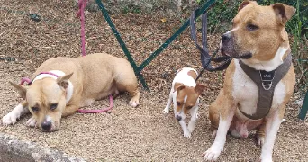 lucas pet sitter à L ARBRESLE 69210