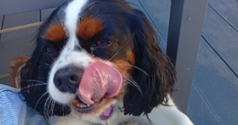 dominique dog sitter à GAGNY 93220_2