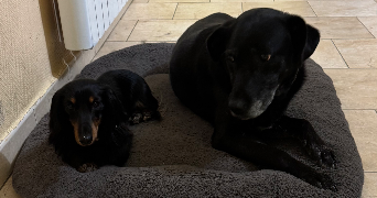 chléa pet sitter à NANTES 44300_8