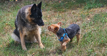thibaut pet sitter à DIJON 21000_2
