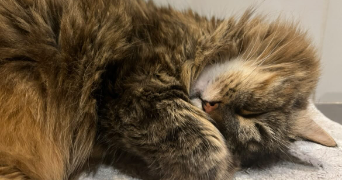 charlotte pet sitter à MONTPELLIER 34000_2