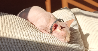 fanny pet sitter à HERSIN COUPIGNY 62530_2