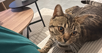 carla pet sitter à BEGLES 33130_2