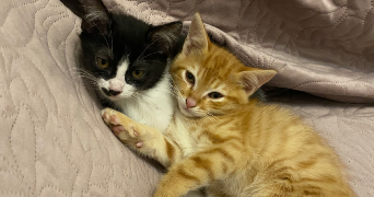 elisa pet sitter à lescure 81380_6