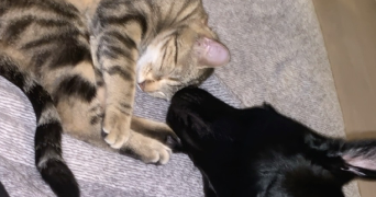 amandine pet sitter à NANGIS 77370_3