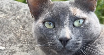 susie pet sitter à LYON 06 69006_1