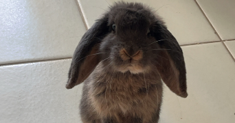 léa pet sitter à TOULON 83000_1