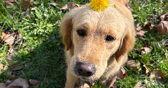 sélénia pet sitter à PARIS 19 75019_1