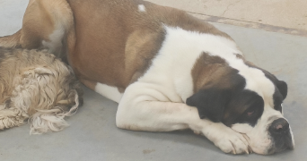 angèle pet sitter à WASQUEHAL 59290_2