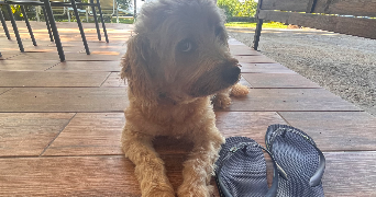 alexia pet sitter à Olonzac 34210_5