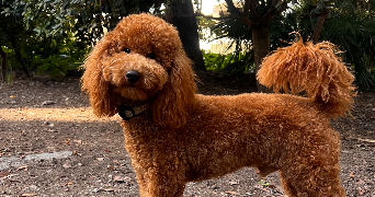 magali pet sitter à NICE 06000_1