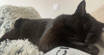 alicia pet sitter à TOULOUSE 31000_4