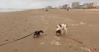 sandrine pet sitter à Soullans 85300_9