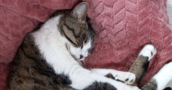 elodie cat sitter à EPONE 78680_3