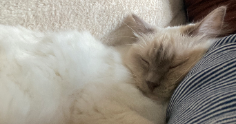claire pet sitter à PARIS 17 75017_3