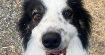 nikolic pet sitter à MONTRABE 31850_6