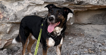 nolwenn pet sitter à Montigny les Cormeilles 95370_3