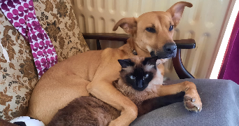 zohra pet sitter à NANDY 77176_1