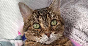 amelle pet sitter à BAGNEUX 92220_3